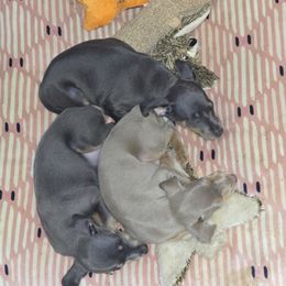 Miniature Pinscher Puppies from NutMeg Min Pins