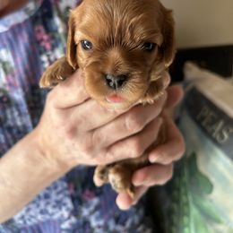 Booo - Ruby female Cavalier King Charles Spaniel puppy in Burke, New York from Patti’s Puppies