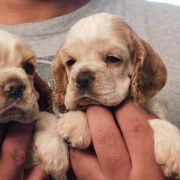 Cocker Spaniel Puppies from Troy’s Cockers
