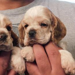 Cocker Spaniel Puppies from Troy’s Cockers