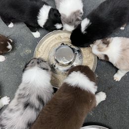 Australian Shepherd Puppies from Hartzland Farm