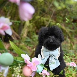 Cavapoo, Cockapoo, and Poodle Puppies from Heavenly Puppies to Love