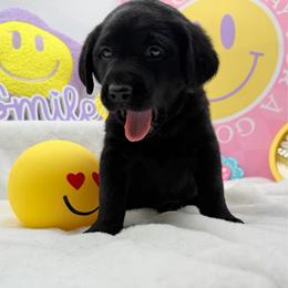Red - Black male Labrador Retriever puppy in Heath Springs, South Carolina from Rich Hill Retrievers