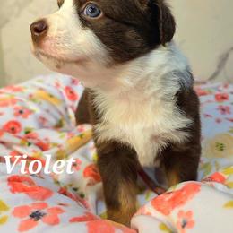 Violet - Red tri female Toy Australian Shepherd puppy in Bethany, Oklahoma from Donna's Toy & Mini Aussies