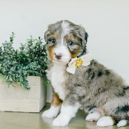 Maria - Merle female Bernedoodle puppy in Spanish Fork, Utah from K Brand Doodles