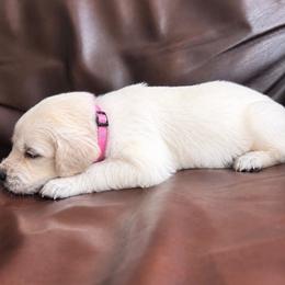 Girl pick 1 - Light golden female Golden Retriever puppy in Waterford, Pennsylvania from Living on Faiths Golden Retrievers