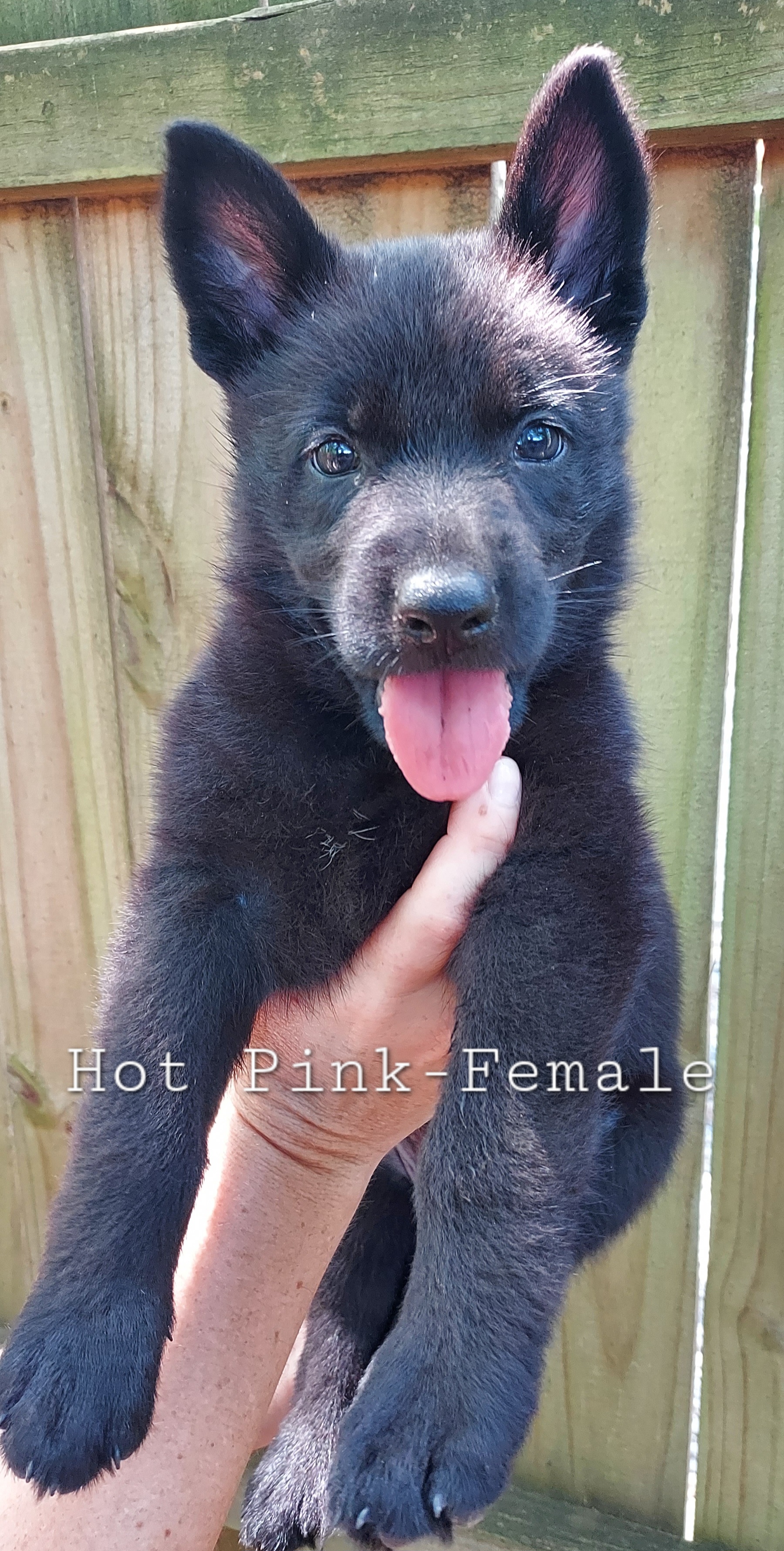 German Shepherd Puppies from Hanson Hill Farm, LLC