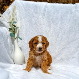 Love - Red  female Goldendoodle puppy in Urbana, Illinois from ZaraDoodles