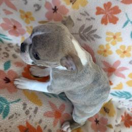 Cassie - Lilac female Boston Terrier puppy in Charleston, West Virginia from Mountain Momma Bostons