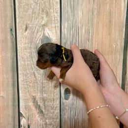 Yellow - Merle female Cavapoo puppy in Calhoun, Georgia from Happy Top Doodles