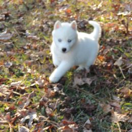 Pomsky and Siberian Husky Puppies from Beastly Beauties Huskies & Pomskies