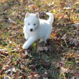Pomsky and Siberian Husky Puppies from Beastly Beauties Huskies & Pomskies
