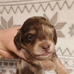 Astro - Dapple male Dachshund puppy in Hudson, Michigan from Mittentail Kennel Miniature Dachshunds & Australian Shepherds