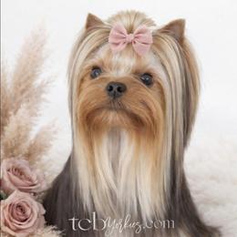 Tori - Yorkshire Terrier