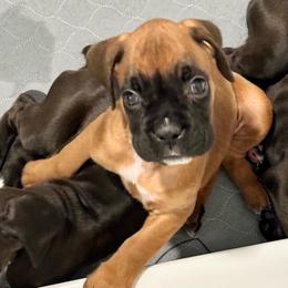 Cricket - Fawn female Boxer puppy in Eagle, Idaho from Eagle ID Boxers