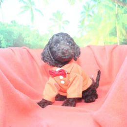 Cockapoo Puppies from JP Cockapoos LLC