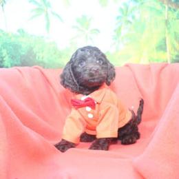 Cockapoo Puppies from JP Cockapoos LLC