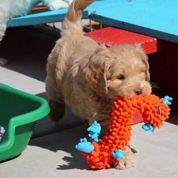 Australian Labradoodle Puppies from Desert Waves Labradoodles