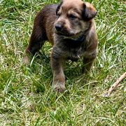 Berger Picard Puppies from Zia Picards Kennel