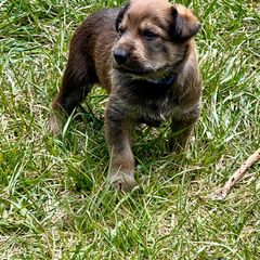 Berger Picard Puppies from Zia Picards Kennel