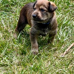 Berger Picard Puppies from Zia Picards Kennel