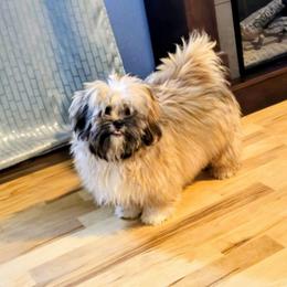 Tabi - Red female Lhasa Apso puppy in Hillsboro, Oregon from Luv-N-Laughter Lhasa Apsos