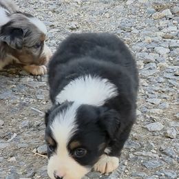 Rogue - Black tri female Miniature American Shepherd puppy in Leonard, Texas from Tin Roof Aussies