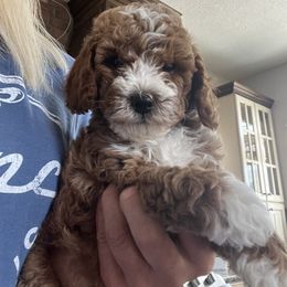 Girl 1 - Goldendoodle puppy in Minersville, Utah from Legend Pups
