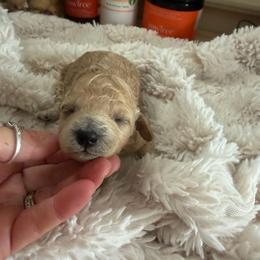 Liberty - Apricot female Goldendoodle puppy in Cherry Tree, Pennsylvania from Plum Creek Acres Next Generation