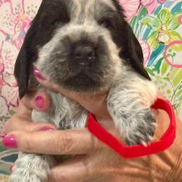 Orange Boy - Black and white male English Cocker Spaniel puppy in Jupiter, Florida from Karyn's English Cocker Spaniels