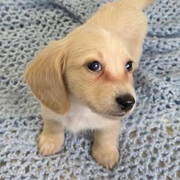 Gohlke 2800 - Cream male Dachshund puppy in Gatesville, Texas from CJ's Dach Dynasty