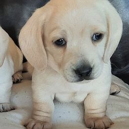 Dachshund Puppies from Redeemer's Dachshunds