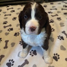 Boy 2 - Liver and white male English Springer Spaniel puppy in Knoxville, Maryland from Shay-Dee Springers