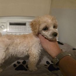 Patches - Cream female Poodle puppy in North Prince George, Virginia from ROYAL VISTA