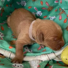 Golden Retriever Puppies from Golden On The Hill