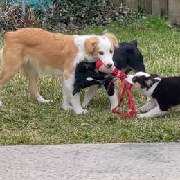 Toy Australian Shepherd Puppies from B&B Toy Aussies