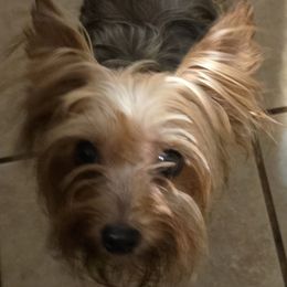 Cici - Yorkshire Terrier