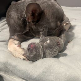 Girl 5 - Blue female French Bulldog puppy in Bolingbrook, Illinois from Flores Frenchies