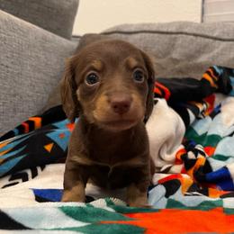 Tootsie (full rights) - Chocolate and tan female Dachshund puppy in Gainesville, Texas from Diamond B Doxies