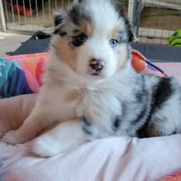 Australian Shepherd Puppies from Amare Aussies