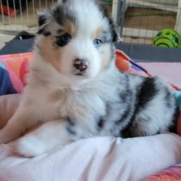Australian Shepherd Puppies from Amare Aussies