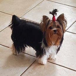 "This is Penny and she is from our first litter between Ozzie and Lucy-Lou." Yorkshire Terrier All Grown Up from Lori's Ohana Yorkies