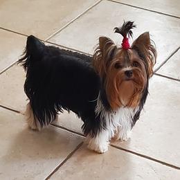 "This is Penny and she is from our first litter between Ozzie and Lucy-Lou." Yorkshire Terrier All Grown Up from Lori's Ohana Yorkies