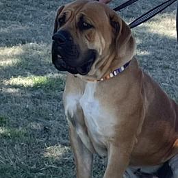 Fancy - Boerboel