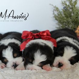 Aussiedoodle and Australian Shepherd Puppies from Double M Aussies