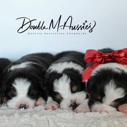 Aussiedoodle and Australian Shepherd Puppies from Double M Aussies