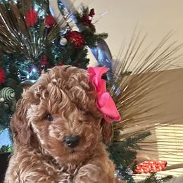 Linda - Red  female Goldendoodle puppy in Mint Hill, North Carolina from DoodleForever