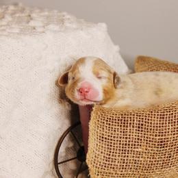 Australian Shepherd Puppies from Cooper Ridge Aussies