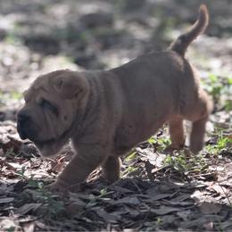 Palm - Fawn male Chinese Shar-Pei puppy in Lehigh Acres, Florida from Florida Wrinkles
