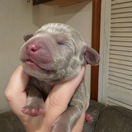 MARIO - Silver gray male Weimaraner puppy in Ferrum, Virginia from LAAT Weims